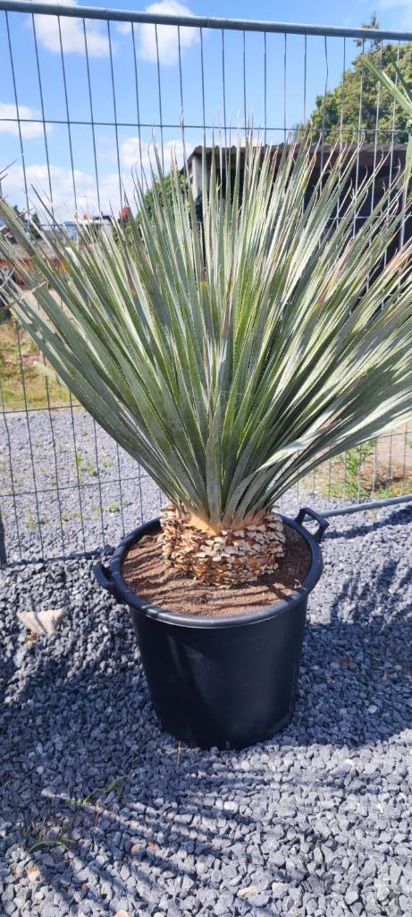 Dasilirion wheelerii palm, Tuin en Terras, Planten | Bomen, Winter, In pot, Ophalen
