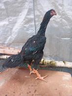 Zwarte shamo haan 2025, Dieren en Toebehoren, Pluimvee