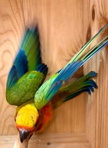 Zeer goed getemde mannelijke zonneparkiet EAM beschikbaar voor biedingen