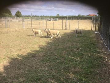 6 jonge ooien, Femelle