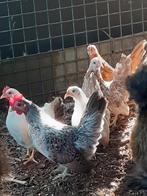 Serama kipjes, Dieren en Toebehoren, Pluimvee