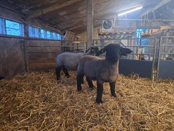 Suffolk lammeren beschikbaar voor biedingen