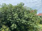 Vijgen vers van de boom, Ophalen