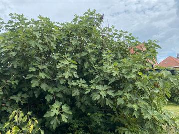 Vijgen vers van de boom, Enlèvement