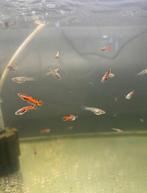 Endler guppy's, Dieren en Toebehoren, Vis, Zoetwatervis, Schoolvis