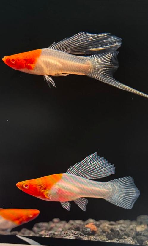 Verschillende vissen beschikbaar, Dieren en Toebehoren, Vissen | Aquariumvissen, Zoetwatervis, Vis
