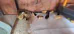 Chineese dwergkwartel kuikens, Dieren en Toebehoren, Vogels | Overige Vogels, Meerdere dieren, Tropenvogel