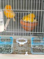 norwich kanarie 2026 eigen kweek, Dieren en Toebehoren, Vogels | Kanaries, Mannelijk, Postuurkanarie