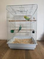 Grasparkiet koppel, Dieren en Toebehoren