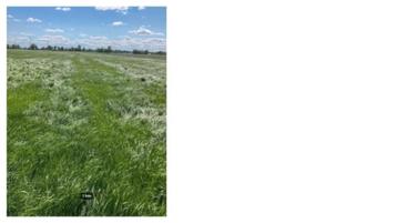 Gezocht grasland hooiland , gras op stam, Zakelijke goederen, Landbouw | Aardappelen, Groenten, Fruit en Vlees, Ophalen
