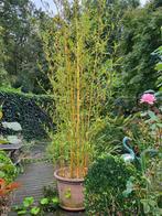 Gouden bamboe / PhillostachysAurea, Enlèvement, 250 cm ou plus, Bambou