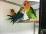 8 Ficherie, Dieren en Toebehoren