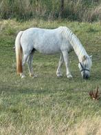 A pony, Dieren en Toebehoren, Pony's, Zadelmak, A pony (tot 1.17m), 11 jaar of ouder, Recreatiepony