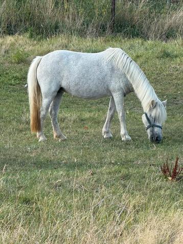 A pony beschikbaar voor biedingen
