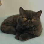 Exotic Shorthair  - Belgische kittens te koop, Dieren en Toebehoren, Meerdere dieren, Gechipt, 0 tot 2 jaar