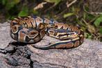 Python regius koppel (Snake), Dieren en Toebehoren, Ophalen, Nieuw, Overige typen