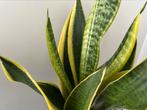 Sanseveria, vrouwentongen 2 planten in pot, Huis en Inrichting, Kamerplanten, Ophalen, Volledige schaduw, Overige soorten, In pot