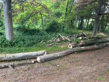 Brandhout beuk op stam te Vorselaar, Tuin en Terras, Brandhout, Ophalen