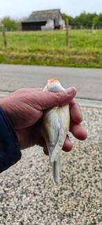 XL Bonte major isabelpastel 2025, Dieren en Toebehoren, Mannelijk, Wildzangvogel, Geringd