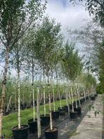 Betula berkenbomen in verschillende soorten en maten!, Ophalen of Verzenden
