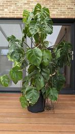 Luchtzuiverende prachtige Monstera Deliciosa 170cm, Huis en Inrichting, Kamerplanten, Overige soorten, 150 tot 200 cm, Halfschaduw