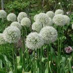 Allium mount everest, Zomer, Vaste plant, Ophalen of Verzenden, Overige soorten