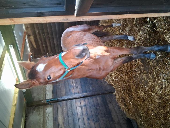 Chique jaarling hengst van Leonardo van de kappel, Dieren en Toebehoren, Paarden, Hengst