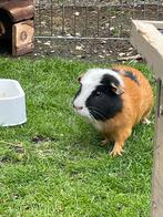 2 cavia’s te koop, Dieren en Toebehoren, Knaagdieren, Maart, Mannelijk, Cavia