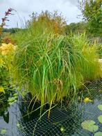 Plante d'eau, Jardin & Terrasse, Plantes | Jardin, Ne fleurit pas, Plein soleil, Plantes de bassin, Enlèvement