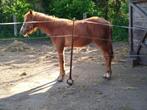 quarter tinker merrie, Dieren en Toebehoren, Paarden, Merrie, Minder dan 160 cm, Gechipt, Niet van toepassing