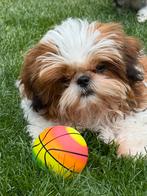 Shih Tzu pups, Dieren en Toebehoren, België, Overige rassen, CDV (hondenziekte), 8 tot 15 weken