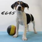 Belgische Fox (Boerenfox) Belgische puppy's te koop, België, CDV (hondenziekte), 8 tot 15 weken, Meerdere