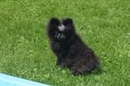 Dwergkees tpup "Sofieke " met kletskopje, Dieren en Toebehoren, Honden | Poolhonden, Keeshonden en Oertypen, Keeshond, 8 tot 15 weken