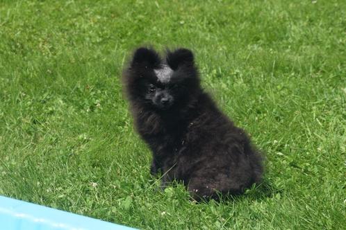 Dwergkees tpup "Sofieke " met kletskopje, Dieren en Toebehoren, Honden | Poolhonden, Keeshonden en Oertypen, Teef, Keeshond, Fokker | Professioneel