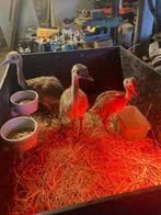 nandoe, Dieren en Toebehoren, September, Geslacht onbekend