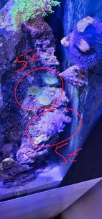 Coraux divers