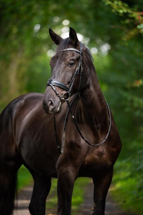 Mooi groot dressuurpaard, Dieren en Toebehoren, Paarden, Dressuurpaard