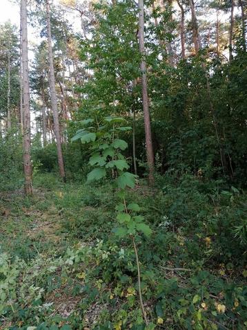 Gewone esdoorn (Acer pseudoplatanus) beschikbaar voor biedingen