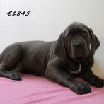 American Bully XXL pups te koop, Dieren en Toebehoren, Honden | Bulldogs, Pinschers en Molossers, 15 weken tot 1 jaar, Buitenland
