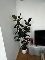 Rubber plant, Ophalen, Vaste plant, Halfschaduw, Klimplanten