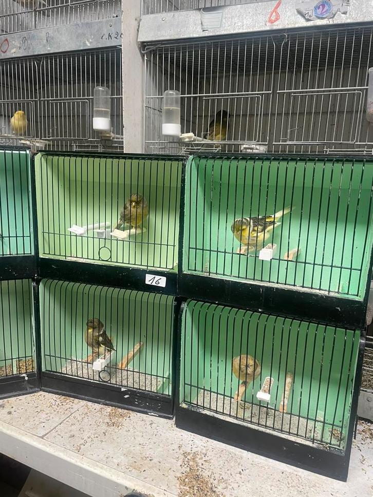 Glosters te koop .Hasselt, Dieren en Toebehoren, Vogels | Kanaries