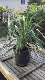 yucca recurvifolia, Plein soleil, Enlèvement, Autres espèces, Été