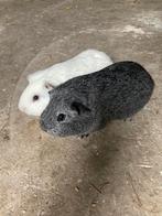 Koppel kortharige cavia’s, Janvier, Cobaye