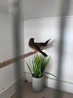 Doorn astrilde, Dieren en Toebehoren, Vogels | Overige Vogels, Meerdere dieren, Tropenvogel