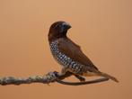 Indische muskaatvink - Lonchura punctulata punctulata, Plusieurs animaux, Oiseau tropical, Bagué
