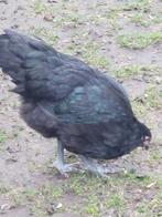 Jonge Australorp kippen, Dieren en Toebehoren, Pluimvee