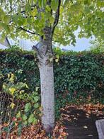 Gratis kuub  brandhout haardhout ophalen - Lindeboom, Tuin en Terras, Brandhout, Ophalen, Takken