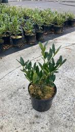 Prunus laurocerasus 'Caucasia' groenblijvende haagplant, Tuin en Terras, Vaste plant, Ophalen of Verzenden