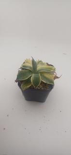Agave Potatorum Kichiokan, Vetplant, Ophalen of Verzenden, Minder dan 100 cm, Volle zon
