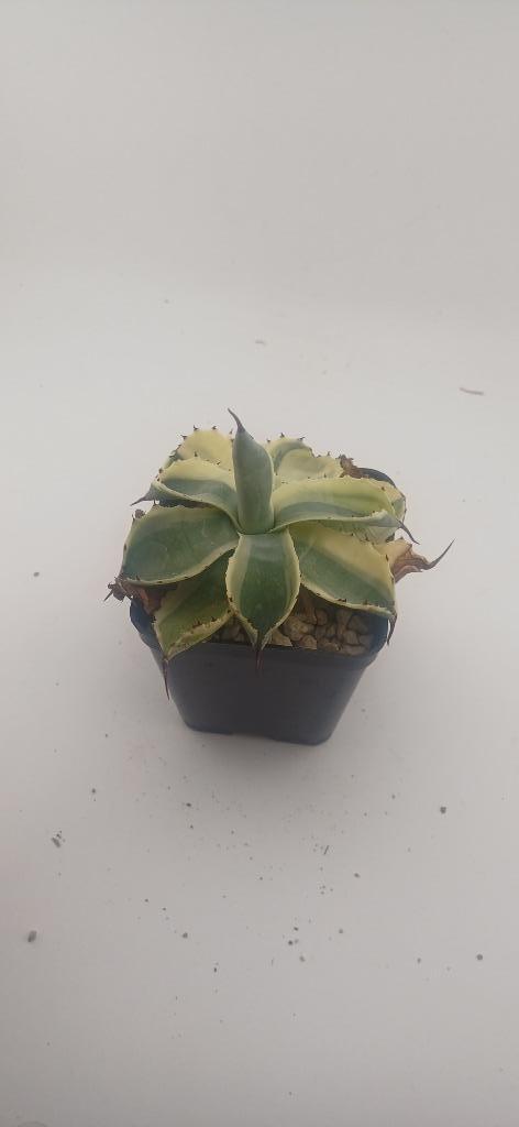 Agave Potatorum Kichiokan, Huis en Inrichting, Kamerplanten, Vetplant, Minder dan 100 cm, Groene kamerplant, Volle zon, Ophalen of Verzenden
